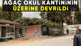 Fırtınanın yıktığı ağaç kantinin üzerine devrildi