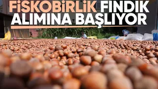 Fiskobirlik fındık alımına başlıyor