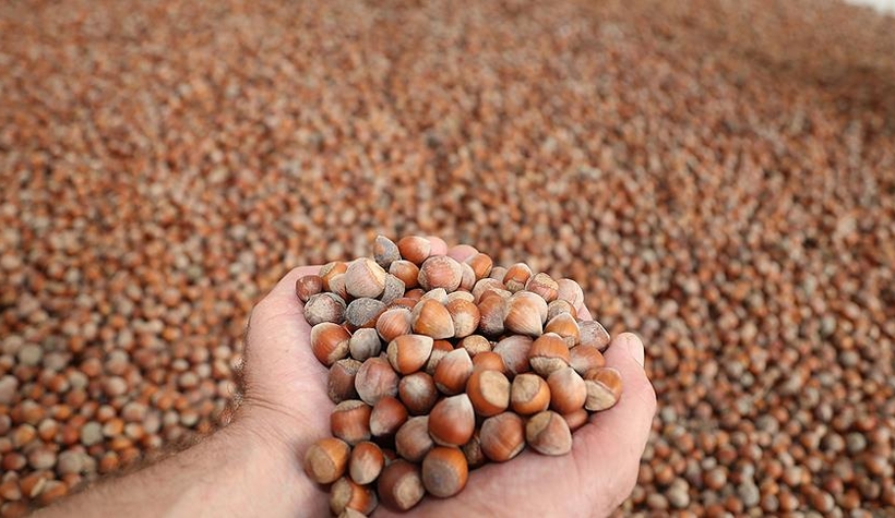 FİSKOBİRLİK piyasanın üzerinde fiyatla fındık alacak