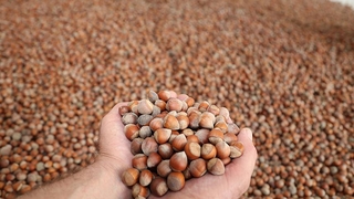 FİSKOBİRLİK piyasanın üzerinde fiyatla fındık alacak