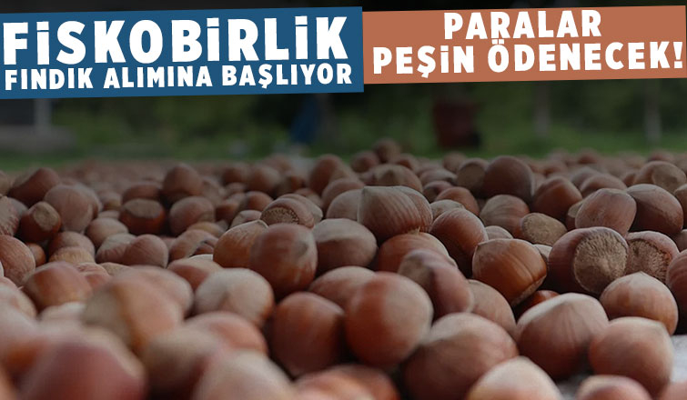 Fiskobirlik'ten fındık alım açıklaması