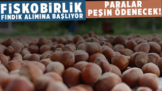 Fiskobirlik'ten fındık alım açıklaması