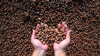 Fiskobirlik’ten ‘fındık fiyatı’ açıklaması