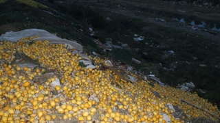 Fiyatı 30 kuruşa düştü; tonlarca limon dere yatağına döküldü