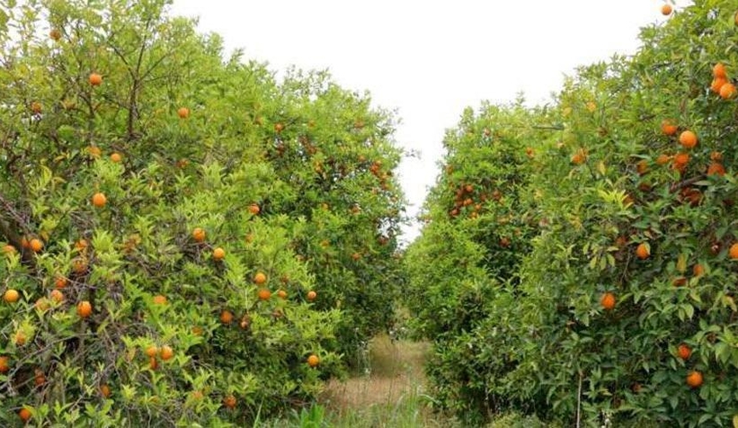 Fiyatı uçtu; dalında 4 lira