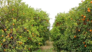 Fiyatı uçtu; dalında 4 lira