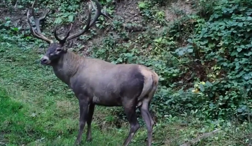 Foto kapanla görüntülendiler