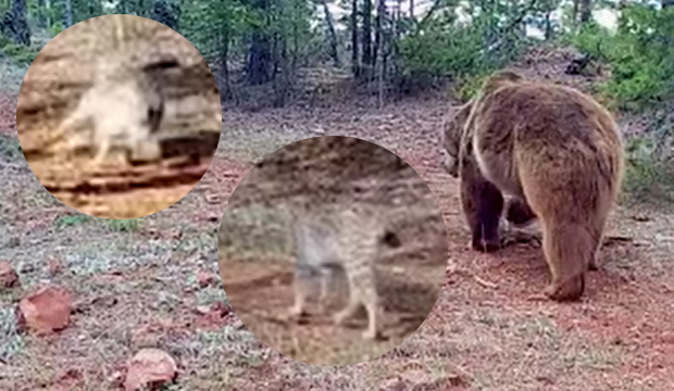 Fotokapanlara yakalandılar