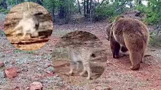 Fotokapanlara yakalandılar