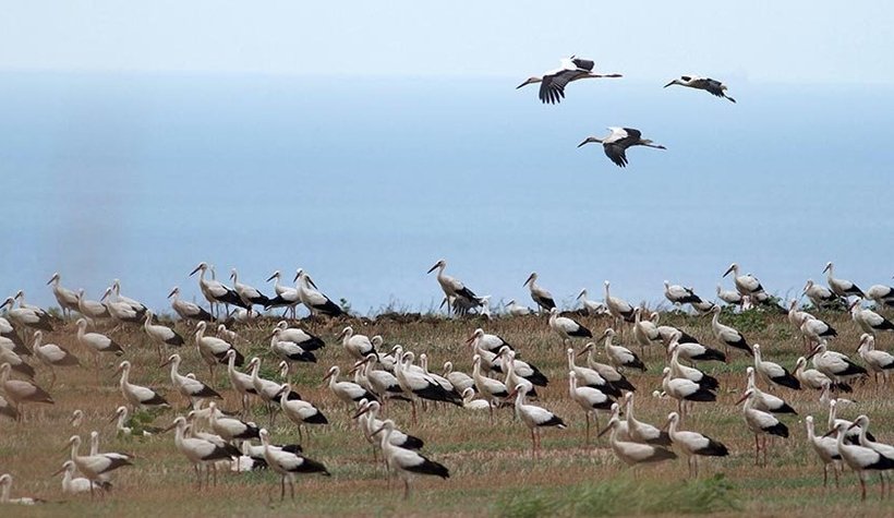 1 milyon leylek, sonbahar göçü için havalandı!