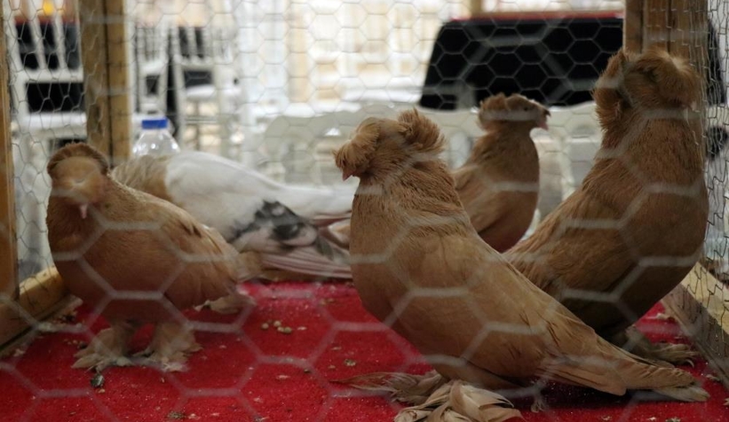 1 milyon liralık güvercin sakarya'da sergilendi