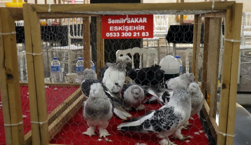 1 milyon liralık güvercin sakarya'da sergilendi