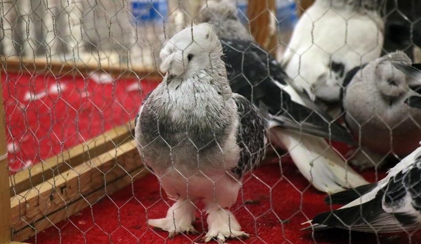 1 milyon liralık güvercin sakarya'da sergilendi