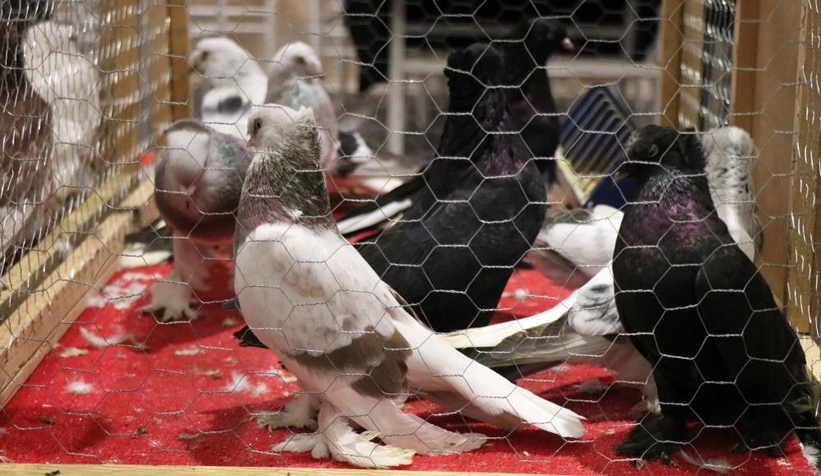 1 milyon liralık güvercin sakarya'da sergilendi