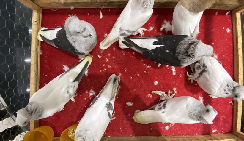 1 milyon liralık güvercin sakarya'da sergilendi