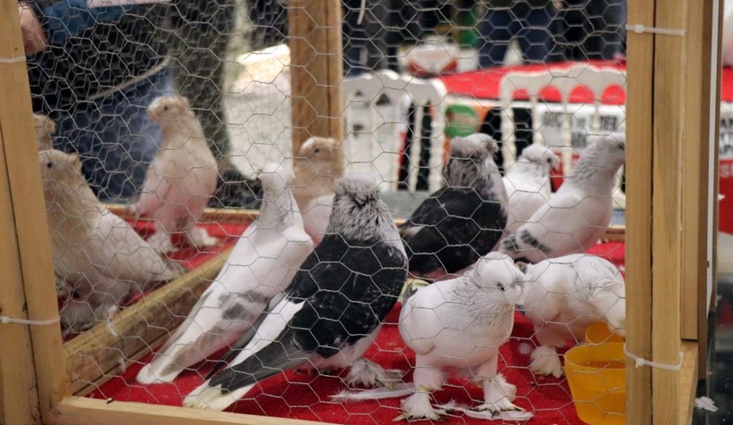 1 milyon liralık güvercin sakarya'da sergilendi