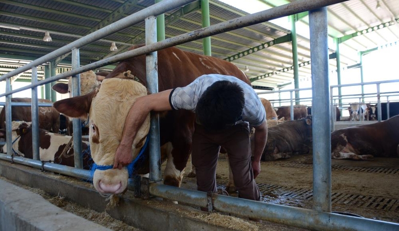 1 ton 100 kiloluk Paşa, 60 bin TL’ye satıldı