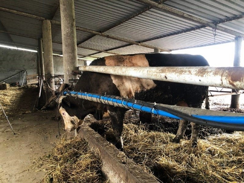 1-ton-300-kiloluk-boga-30-bin-liraya-alici-bekliyormes1zfexy1