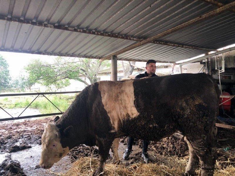 1-ton-300-kiloluk-boga-30-bin-liraya-alici-bekliyormes1zfexy1