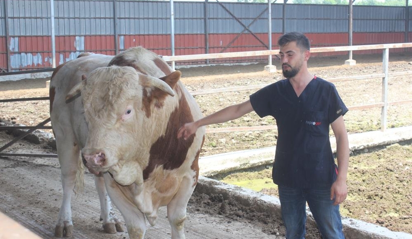 1 ton 400 kiloluk kurbanlık boğa otomobil fiyatına satılıyor