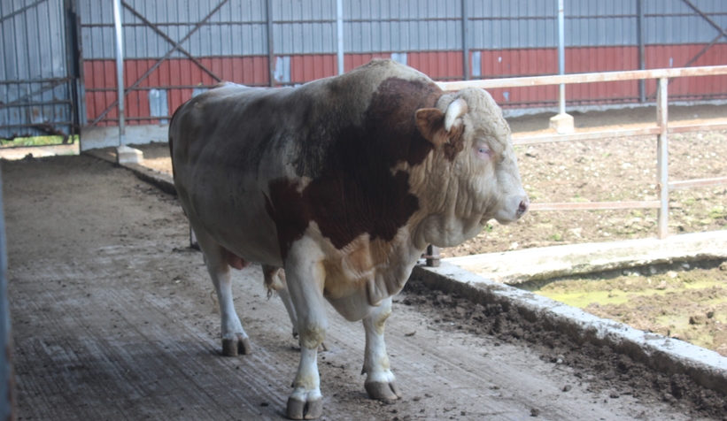 1 ton 400 kiloluk kurbanlık boğa otomobil fiyatına satılıyor