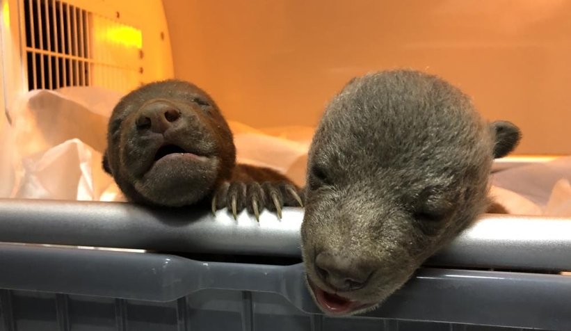 10 günlük bozayılar donmak üzereyken bulundu