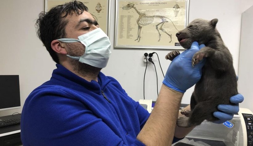 10 günlük bozayılar donmak üzereyken bulundu