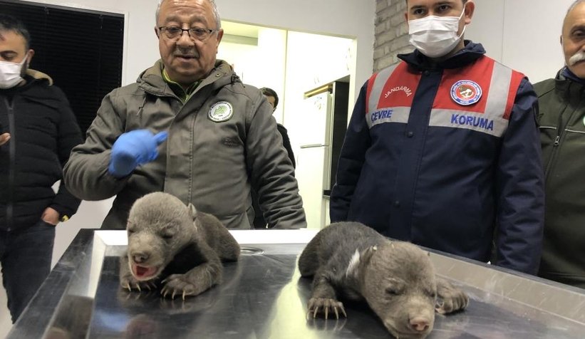 10 günlük bozayılar donmak üzereyken bulundu