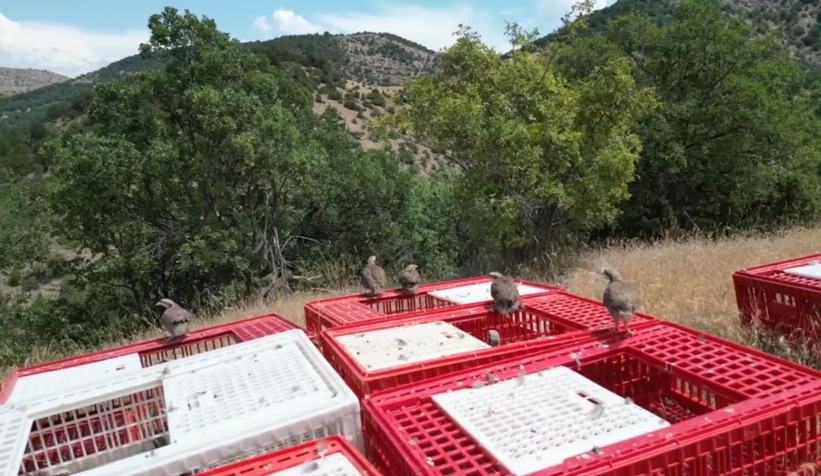 1200 keklik doğaya salındı