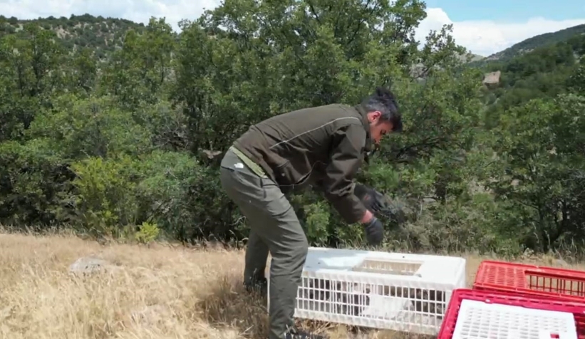 1200 keklik doğaya salındı