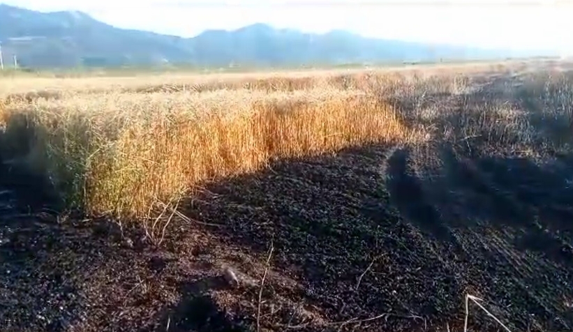 15 dönüm buğday tarlası kül oldu