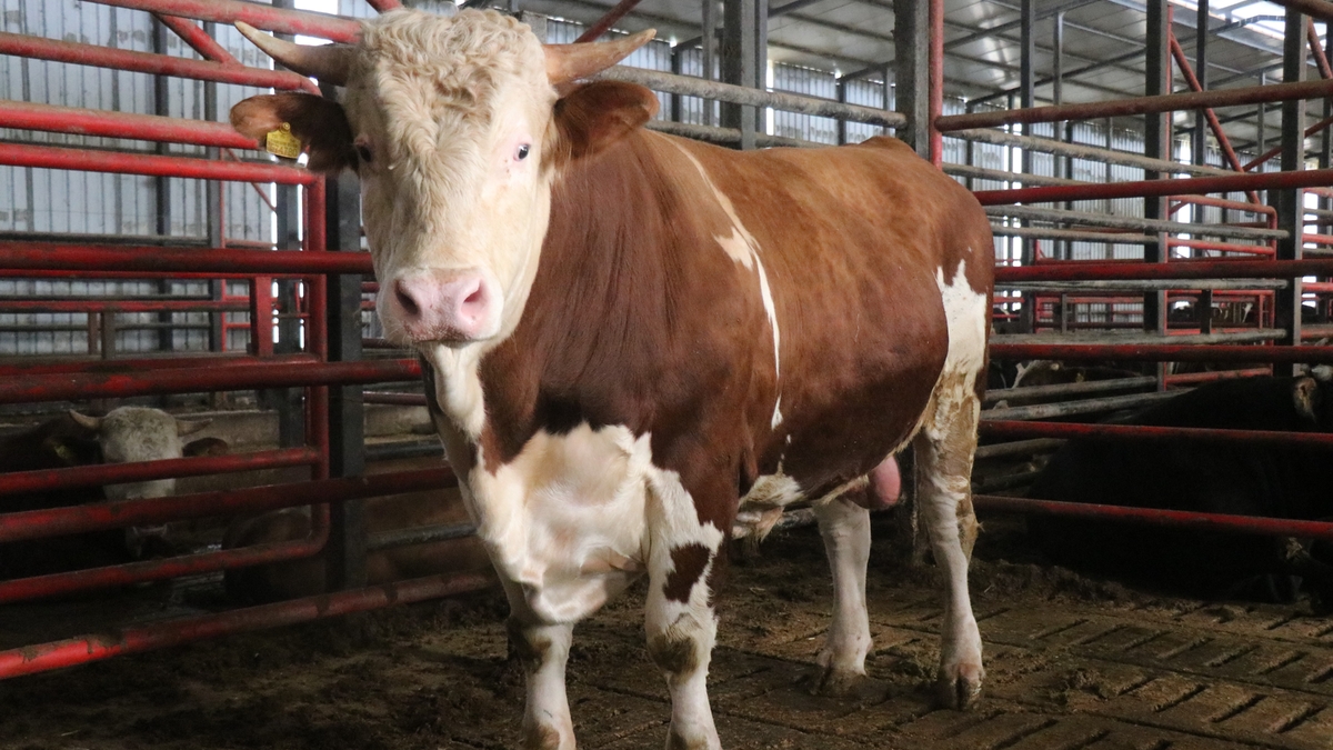 1,5 tonluk dev tosun kurbanlık için alıcısını bekliyor