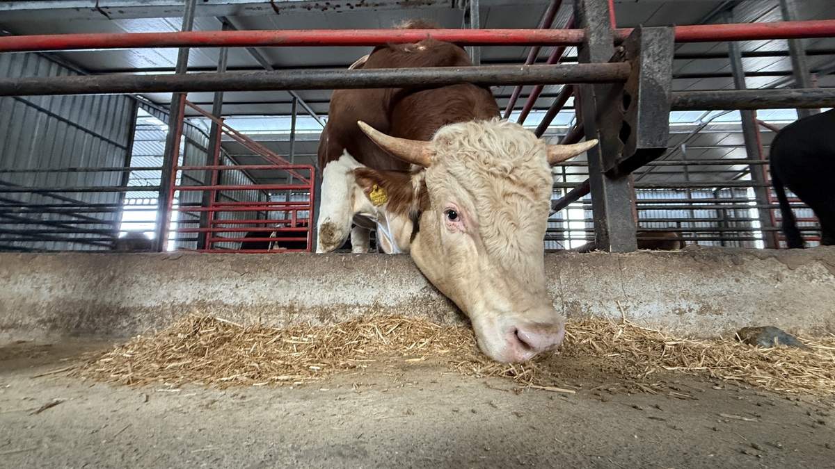 1,5 tonluk dev tosun kurbanlık için alıcısını bekliyor