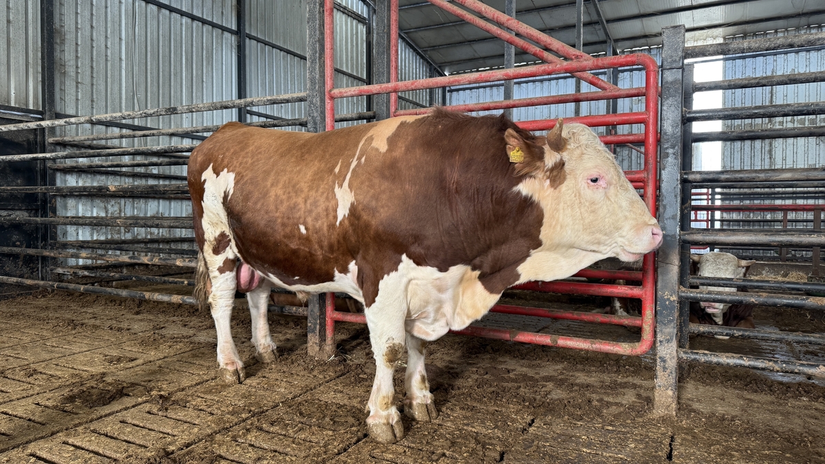 1,5 tonluk dev tosun kurbanlık için alıcısını bekliyor