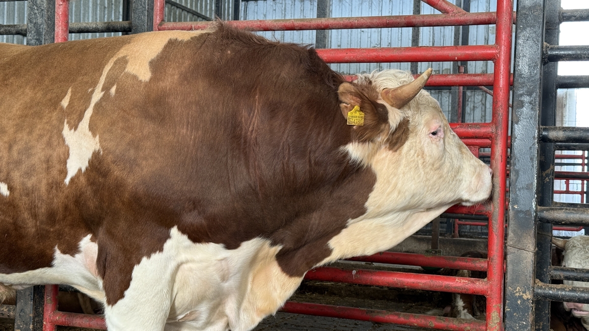 1,5 tonluk dev tosun kurbanlık için alıcısını bekliyor