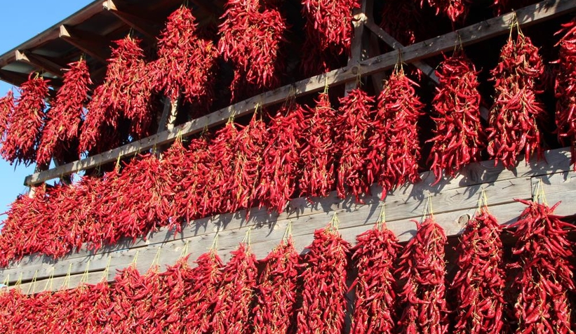 153 yıldır aynı tohumdan acı kırmızıbiber üretiyorlar