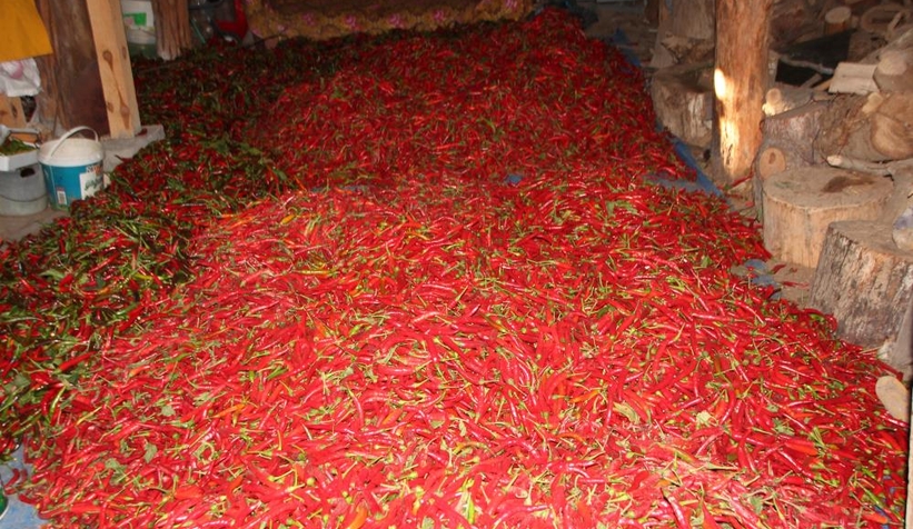 153 yıldır aynı tohumdan acı kırmızıbiber üretiyorlar