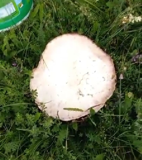 2 kiloluk kuzugöbeği mantarı buldu