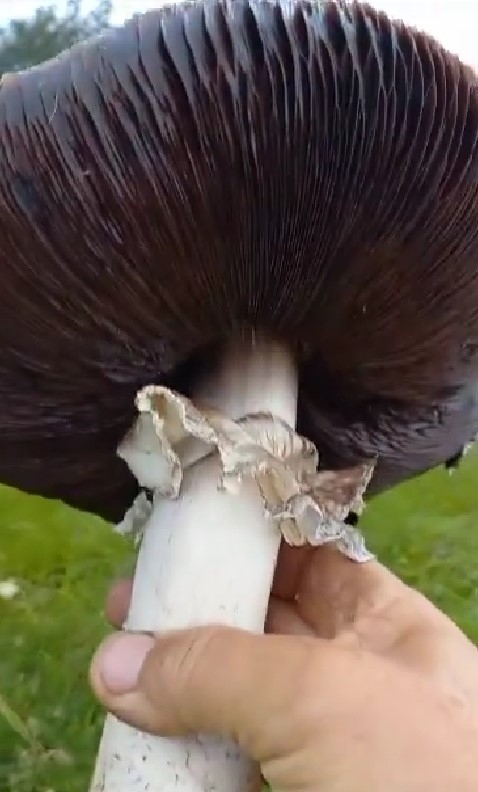 2 kiloluk kuzugöbeği mantarı buldu