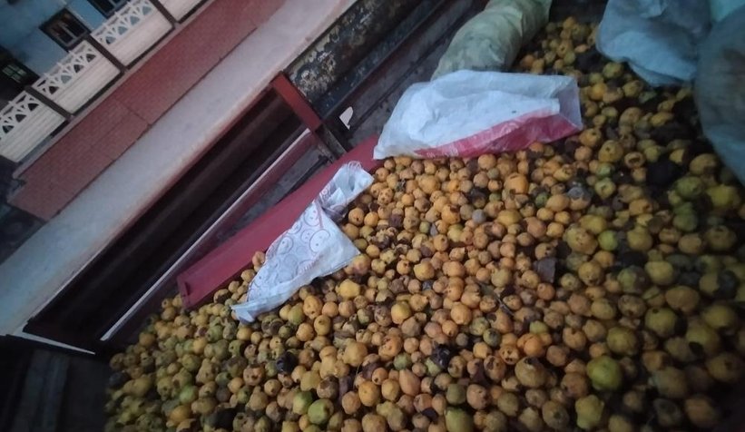 2 ton ayva çalıp tarla sahibini gasp ettiler