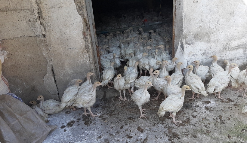 3 bin adet hindi yanmaktan son anda kurtuldu!