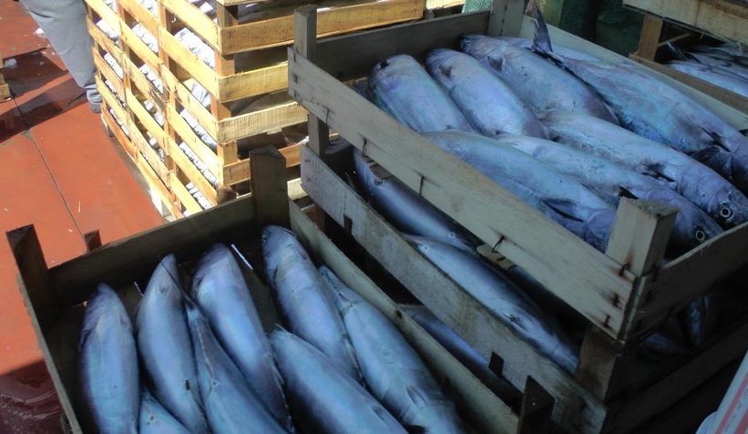 3 bin kasa palamut çıktı