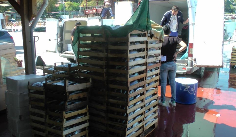 3 bin kasa palamut çıktı