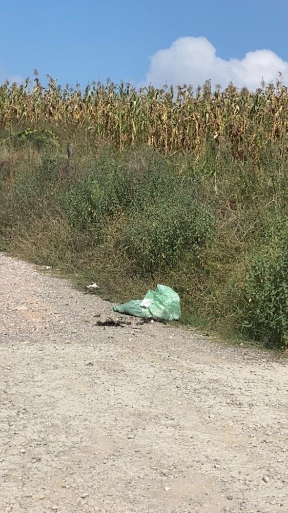 3 çuval dolusu ölü tavuk attılar