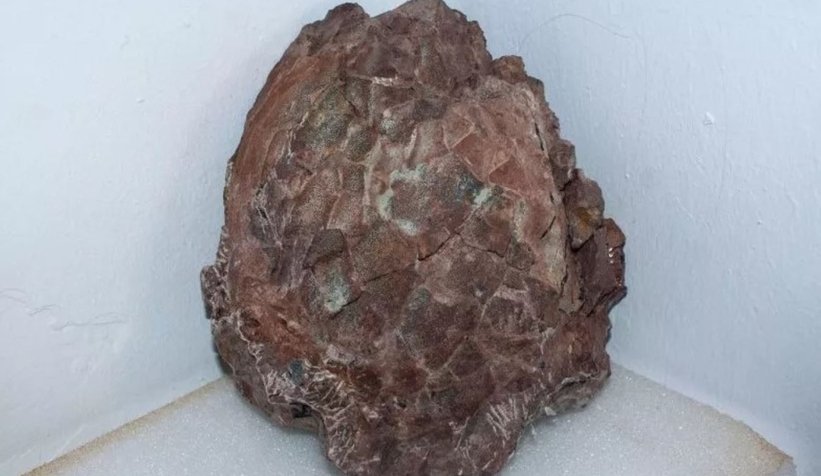 30 adet dinozor yumurtası bulundu