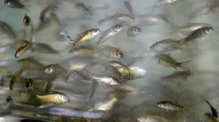 363 bin sazan yavrusu göle bırakılacak