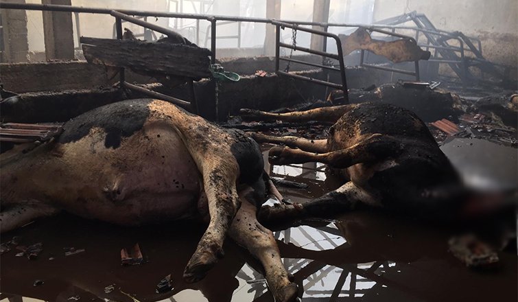 4 büyükbaş telef oldu, yüzlerce saman yandı