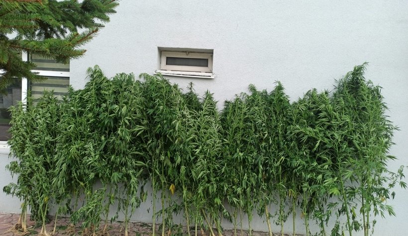 4 ilçede büyük uyuşturucu operasyonu