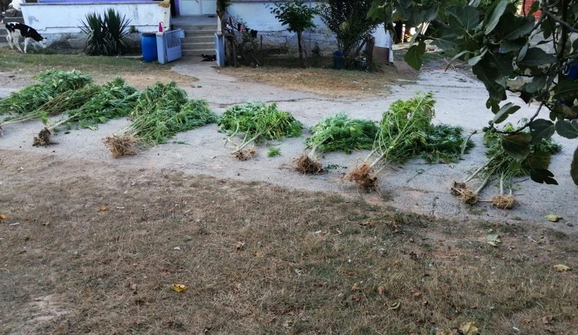 4 ilçede büyük uyuşturucu operasyonu