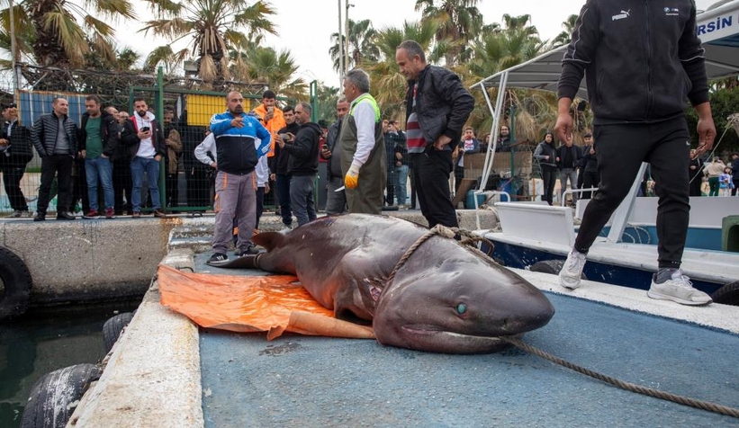4 metrelik dev köpek balığı kıyıya vurdu